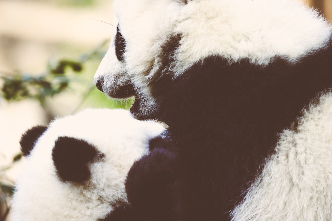 에버랜드 아기 판다, 첫 번째 생일 축하