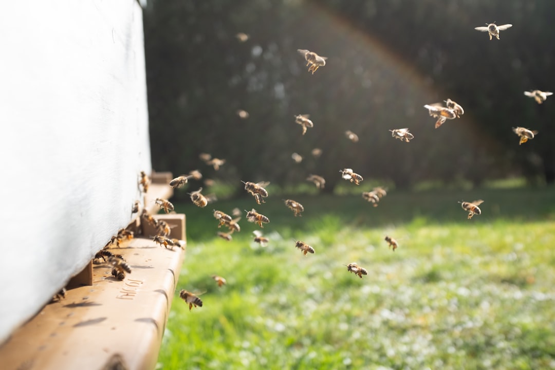 Spring Buzz: Why Bees and Pollinators Matter More Than Ever in 2026 본문 이미지
