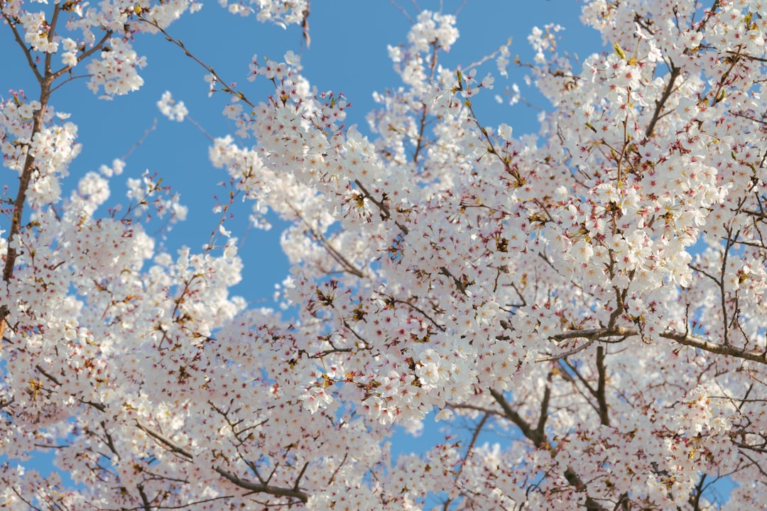 Spring in Korea 2026: Cherry Blossoms, Baby Pandas, and a 92-Year-Old Graduate Inspire the Nation