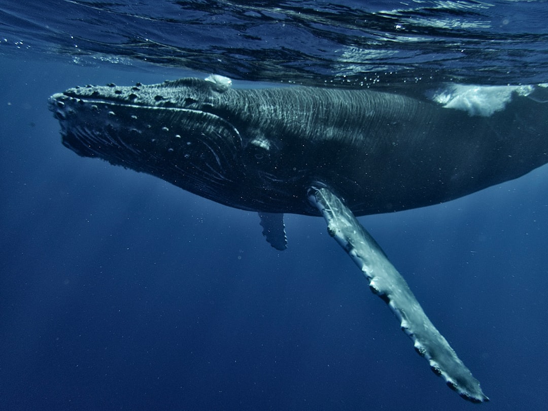 Hope the Whale and a New Book of Birds: Europe's Spring Wildlife Stories 본문 이미지