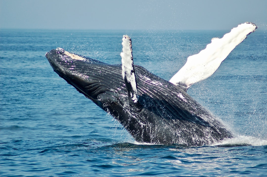 Hope the Whale and a New Book of Birds: Europe's Spring Wildlife Stories