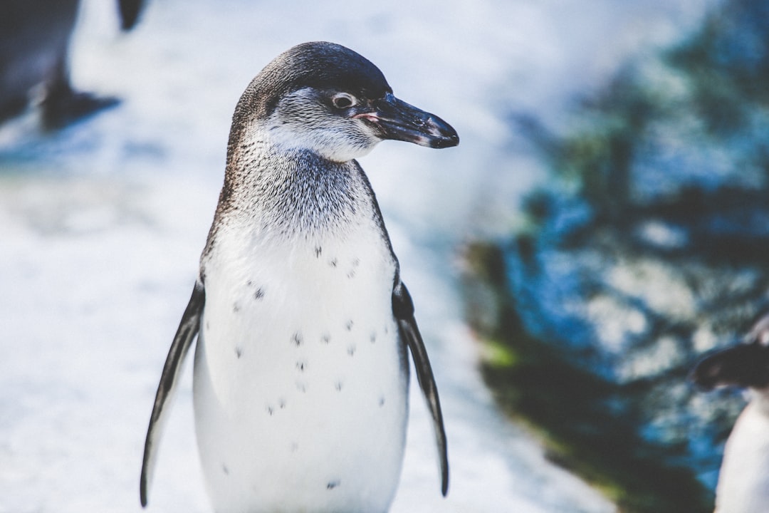 World Penguin Day 2026: Why People Worldwide Celebrate These Beloved Birds
