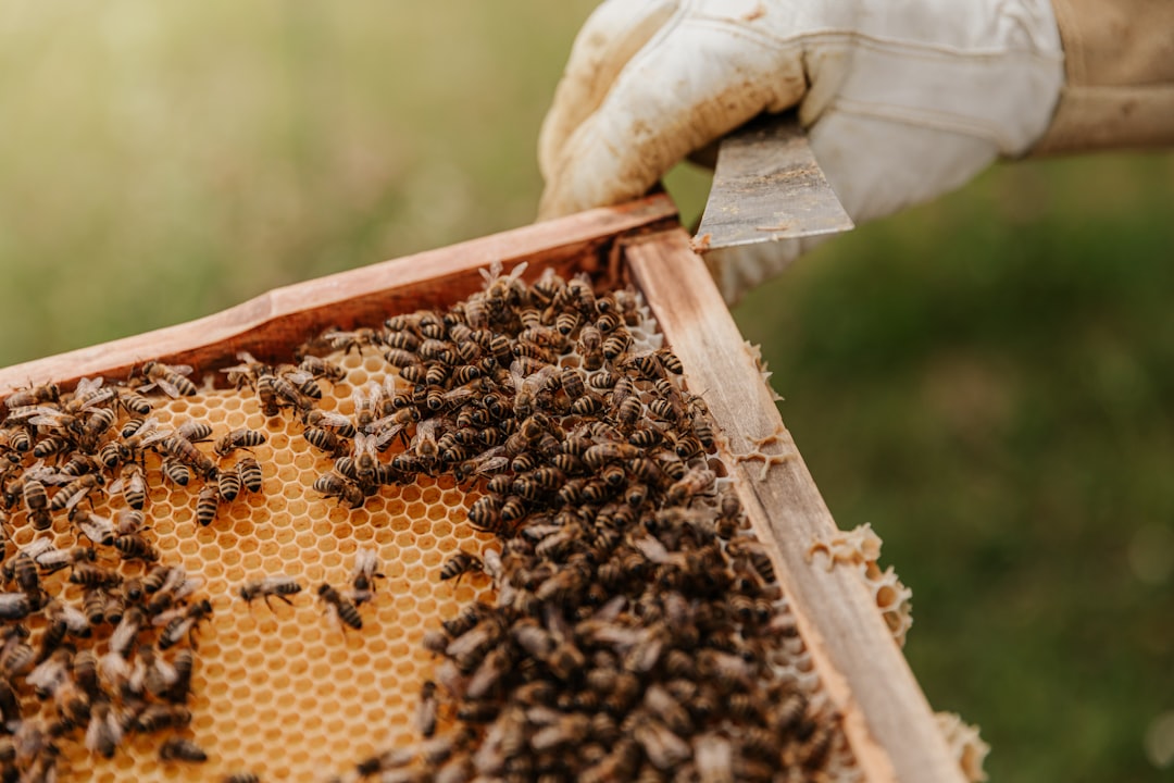 Bees in Danger: UK Activists Arrested in Protest Against Pesticide Maker 본문 이미지