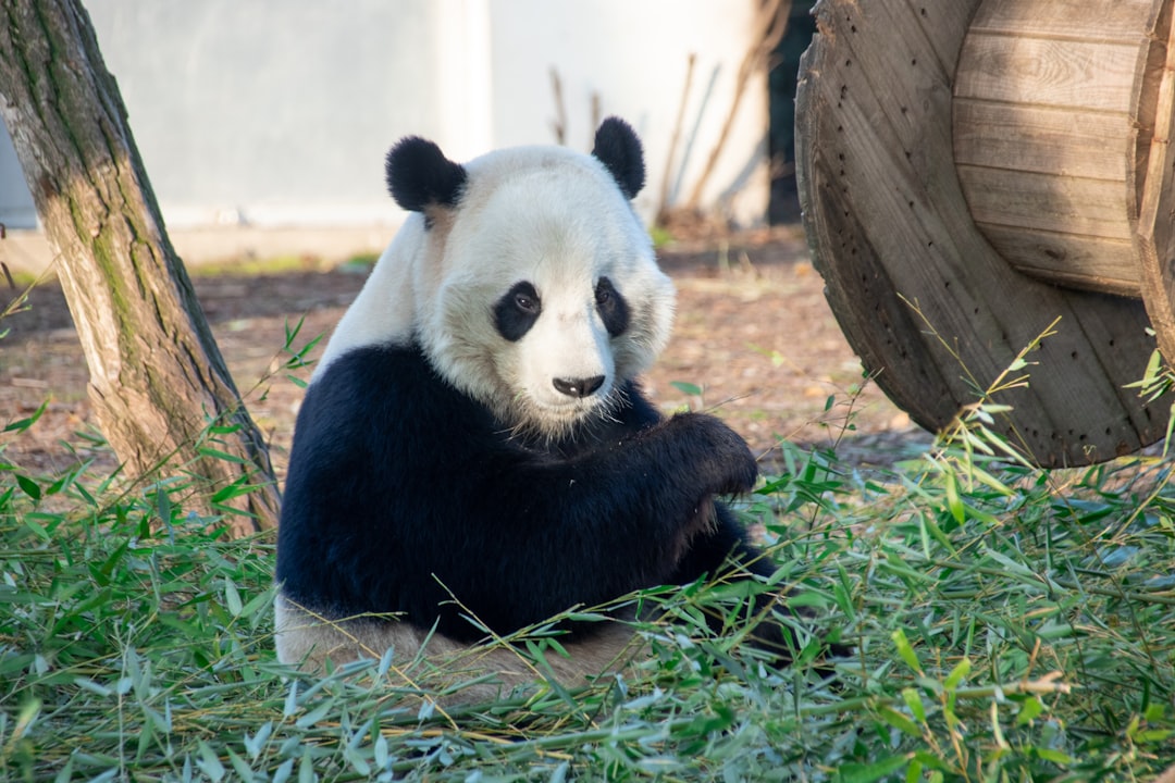 Canada's Orcas and Thailand's Gibbons: Endangered Wildlife in Crisis 본문 이미지