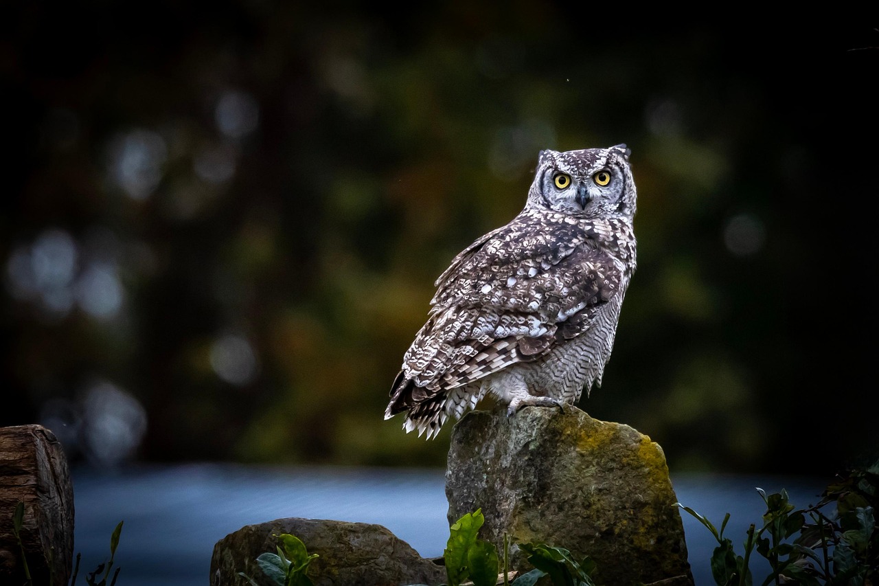 Walking in Their Paws: The Emotional Study of Animal Life