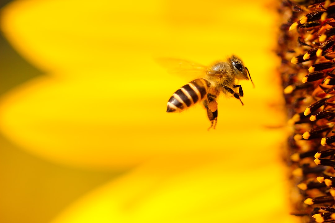 Can Food Supplements Help Honeybees Survive the Climate Crisis? 본문 이미지