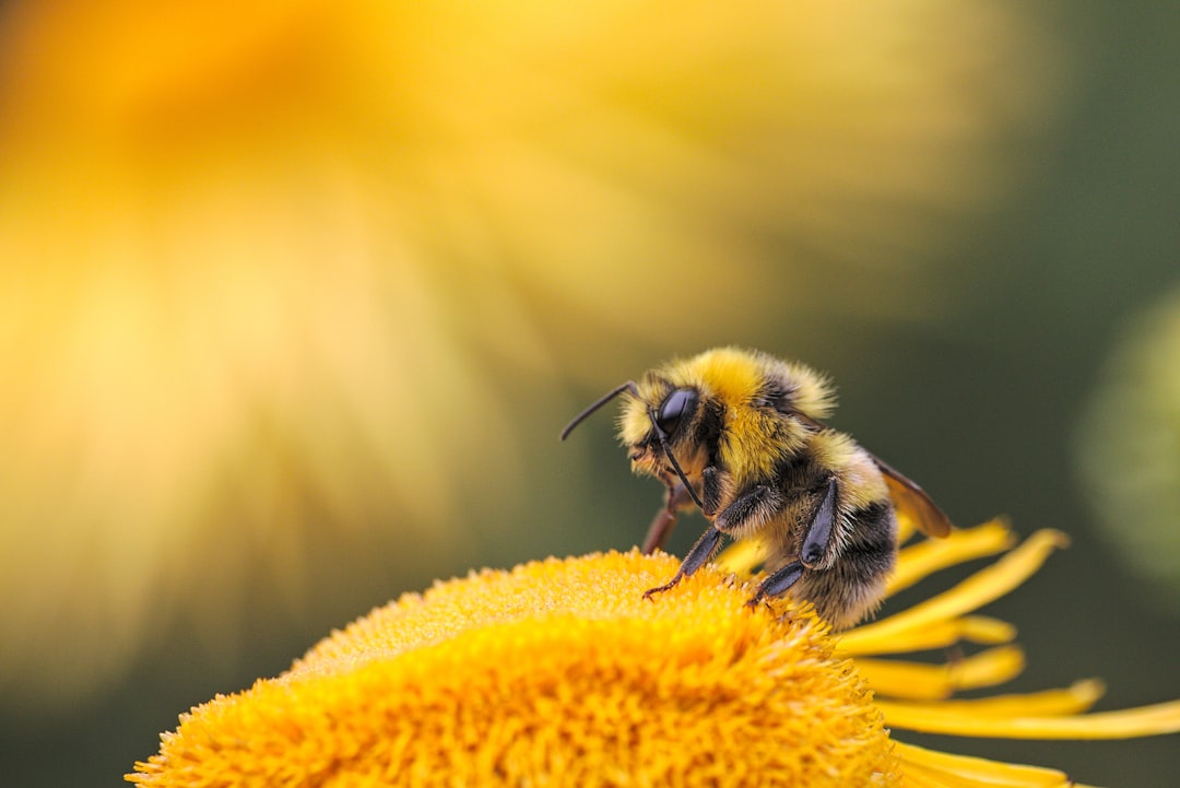 Can Food Supplements Help Honeybees Survive the Climate Crisis?