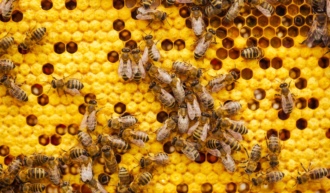 French Beekeepers Fight to Protect Bees Amid New Pesticide Rules