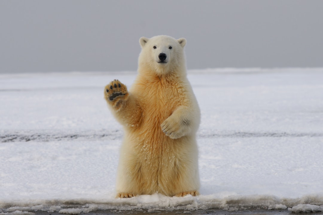 Nature in Flux: How Heatwaves and Drought Impact Wildlife and Crops 본문 이미지
