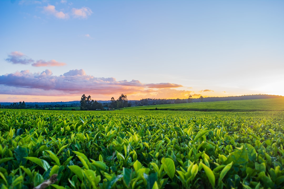 The Hidden Danger in Our Fields: Global Pesticide Poisoning Crisis