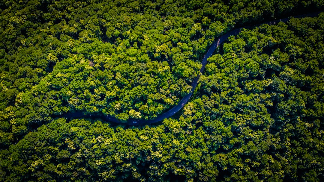 Saving the Orangutans: Wildfires in Indonesia Threaten Rare Species 본문 이미지