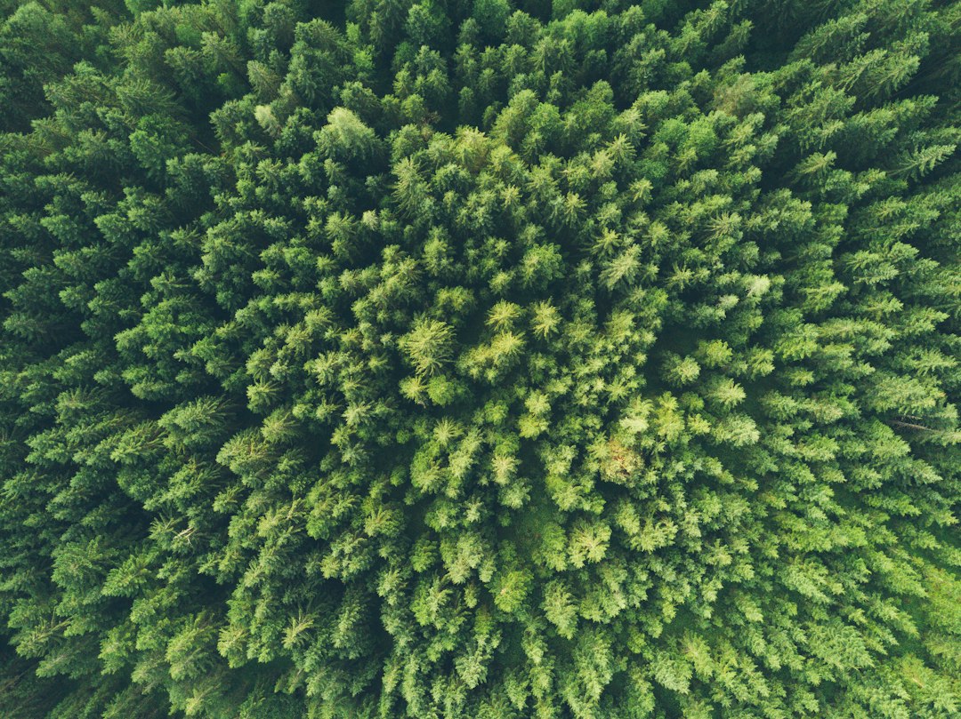 The Narrowing Window: UN Warns of Urgent Need to Restore World's Forests