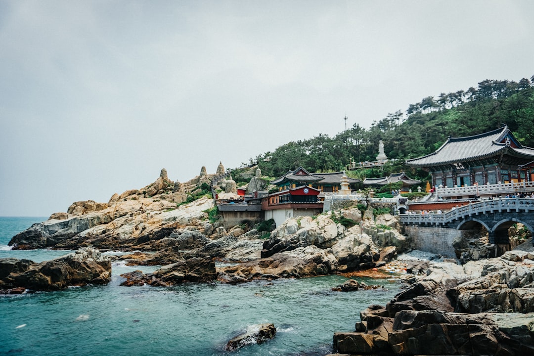 The 'Shafluencer' of Busan: Stuck Shark Becomes Local Star 본문 이미지
